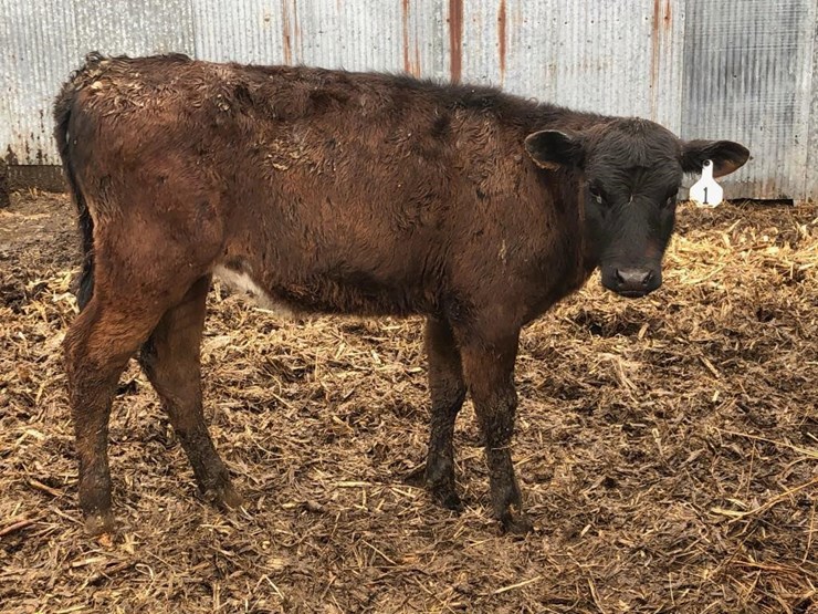 Angus Holstein cross heifer calf, Approximate Fragodt Auction and